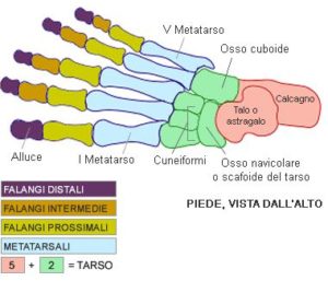 Spina calcare